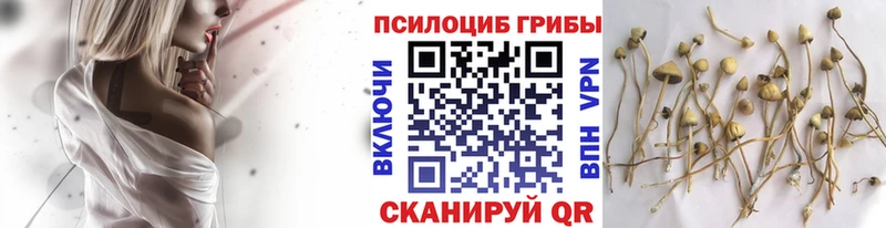 закладка  Люберцы  мега tor  Галлюциногенные грибы Psilocybe 